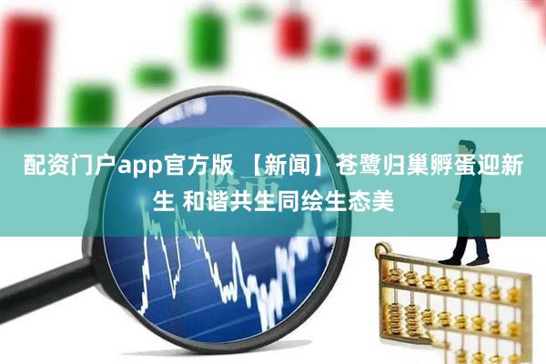 配资门户app官方版 【新闻】苍鹭归巢孵蛋迎新生 和谐共生同绘生态美